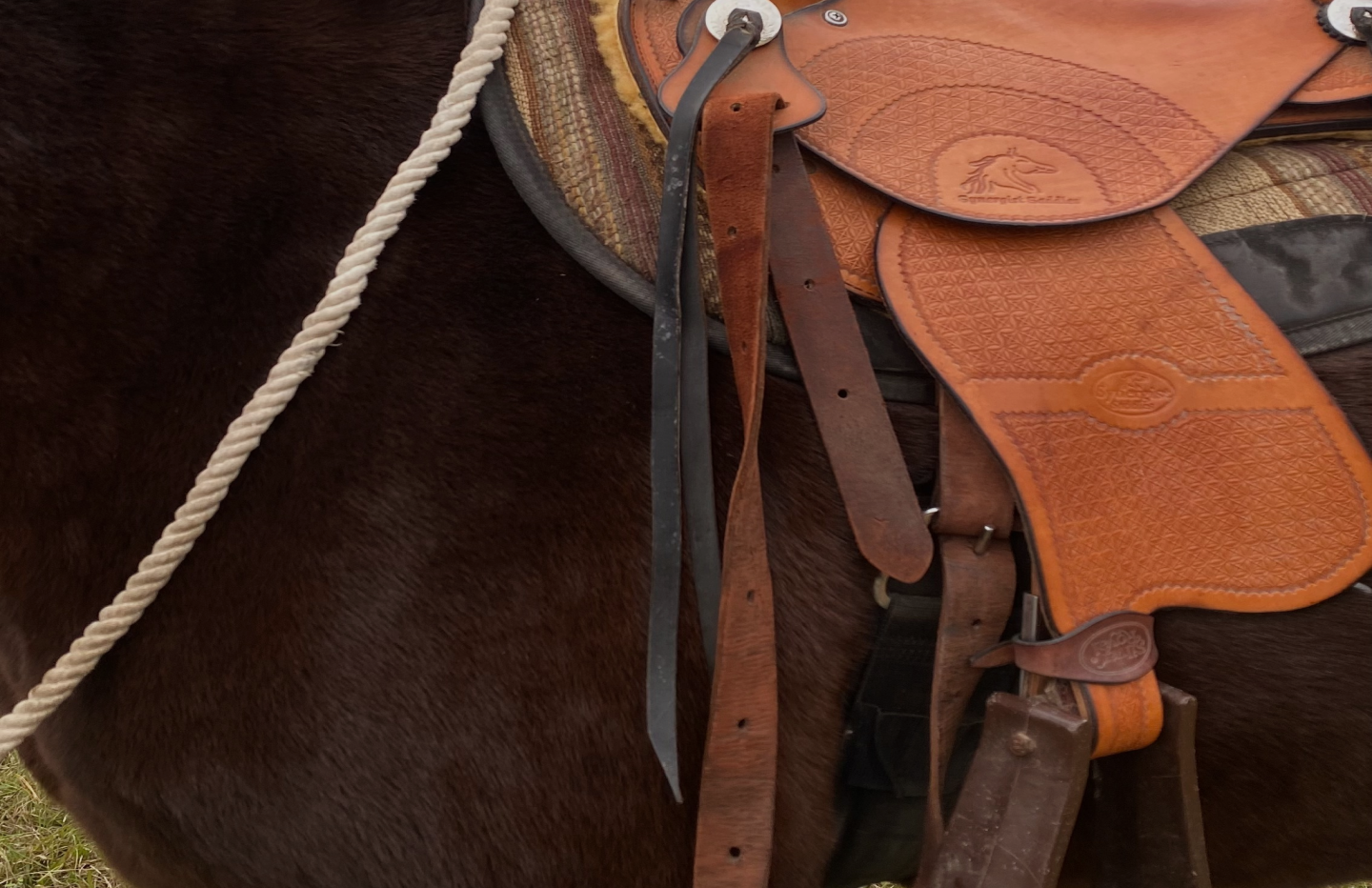 Close-up of a tooled leather western saddle on a horse